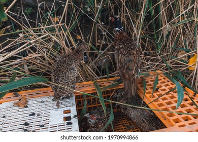 The Pheasants Are Released From The Cage Into Nature. Beautiful Wild Pheasants