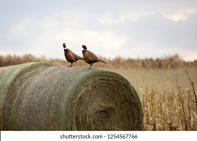 Pheasants sitting on hay bale in field