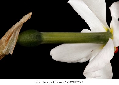 Pheasant's-Eye Daffodil (Narcissus Poeticus). Perianth Tube Clos