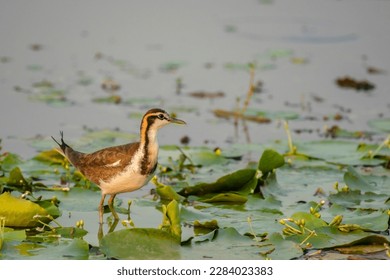 Pheasant-tailed Jakana bird looking for food on leaf of water lilies at Baraipur near Kolkata - Shutterstock ID 2284023383
