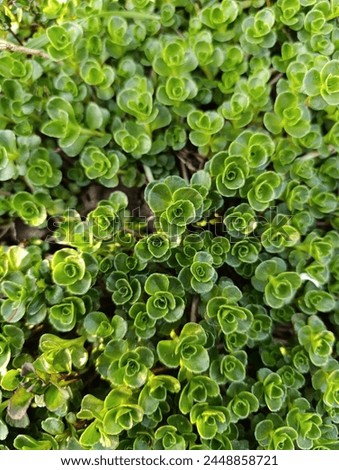 Phedimus spurius, the Caucasian stonecrop or two row stonecrop,is a species of flowering plant in the family Crassulaceae. It is still widely listed in the literature as Sedum spurium. 
