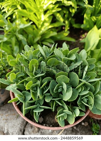 Phedimus spurius, the Caucasian stonecrop or two row stonecrop,is a species of flowering plant in the family Crassulaceae. It is still widely listed in the literature as Sedum spurium.