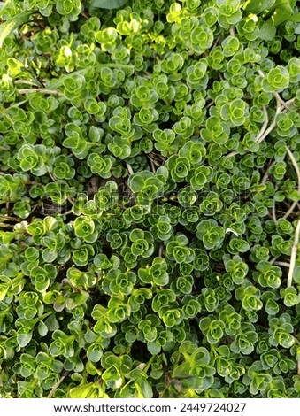 Phedimus spurius, the Caucasian stonecrop or two row stonecrop,is a species of flowering plant in the family Crassulaceae. It is still widely listed in the literature as Sedum spurium. 
