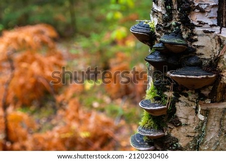 Phellinus igniarius or trivialize fungus on the tree trunk. It is fungus of family Hymenochaetaceae. This mushroom is a tinder parasitic on trees. Common names are willow bracket and fire sponge
