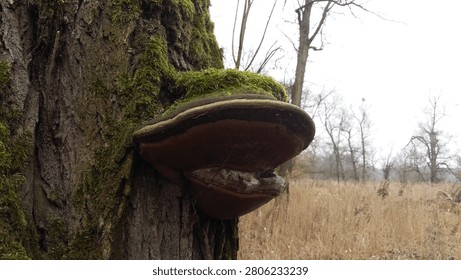Phellinus igniarius - willow bracket, fire sponge, false tinder polypore, punk ash polypore, false tinder conk. Wild nature.