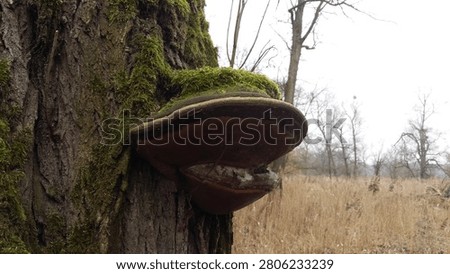 Phellinus igniarius - willow bracket, fire sponge, false tinder polypore, punk ash polypore, false tinder conk. Wild nature.