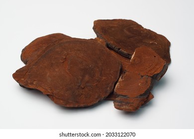 Phellinus linteus on the white background