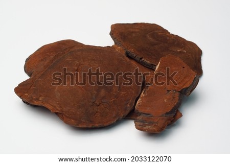 Phellinus linteus on the white background