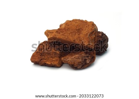 Phellinus linteus on the white background