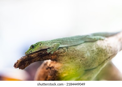 Phelsuma, Gold Dust Day Gecko