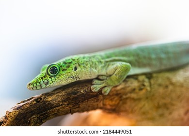 Phelsuma, Gold Dust Day Gecko