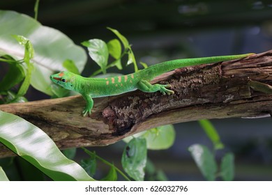 Phelsuma Grandis Hanging On A Tree