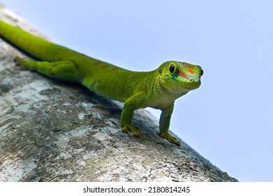 Phelsuma madagascariensis – gecko, Madagascar nature