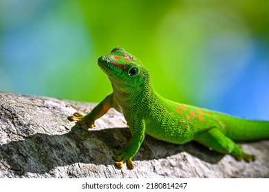 Phelsuma Madagascariensis – Gecko, Madagascar Nature