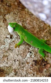 Phelsuma Madagascariensis – Gecko, Madagascar Nature