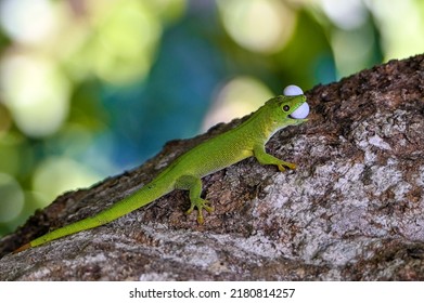 Phelsuma Madagascariensis – Gecko, Madagascar Nature