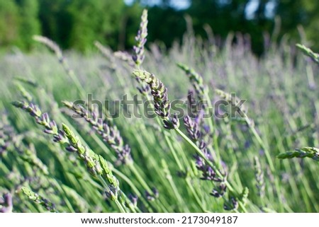 Phenomenal lavender fields during June in Missouri