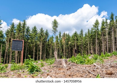 Pheromone Traps For European Spruce Bark Beetle