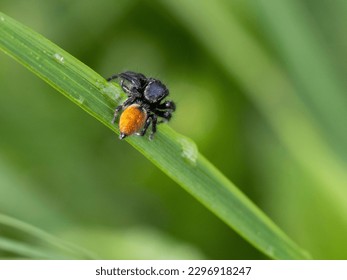 Phidippus johnsoni, the red-backed jumping spider, is one of the largest and most commonly encountered jumping spiders.