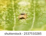 Phidippus pius or phidippus pious jumping spider family Salticidae animal arachnid. Phidippus pius orange hairy jumping web spider macro photography.