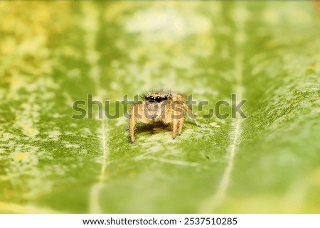 Phidippus pius or phidippus pious jumping spider family Salticidae animal arachnid. Phidippus pius orange hairy jumping web spider macro photography.