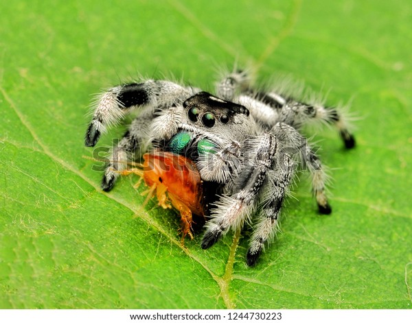 Phidippus Regius Eating Prey Regal Jumping Stock Photo Edit Now 1244730223