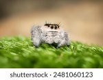 Phidippus regius Rastafari jumping spider front view the family Salticidae animal arachnid family jumping web spider. Phidippus Rastafari white grey and red orange spider macro photography.