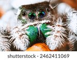 Phidippus regius White Bahamas jumping spider, jump spider eating, Phidippus White Bahamas male spiders eating, animal arachnid group of spiders that constitute the family jumping web spider.