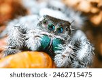 Phidippus regius White Bahamas jumping spider, jump spider eating, Phidippus White Bahamas male spiders eating, animal arachnid group of spiders that constitute the family jumping web spider.