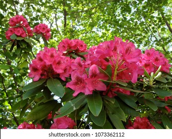 Philadelphia, Pennsylvania - May 18, 2012: Dark Pink Flowers