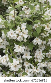 Philadelphus Belle Etoile 