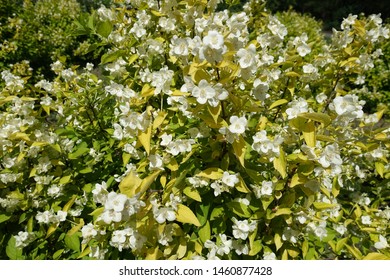 Philadelphus Coronarius Aureus In Full Bloom In May