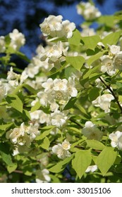 Philadelphus Coronarius L. 