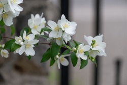 Philadelphus Lewisii Or Mockorange Blossoms On A Branch