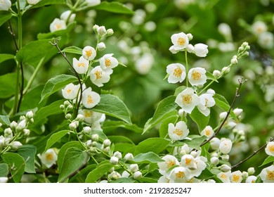 Philadelphus pubescens is flowering plant in hydrangea family known by common name hoary mock orange. It is native to eastern United States. It is perennial shrub. Flowers are white.