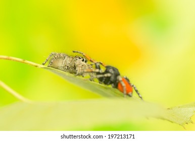 Philaeus Chrysops - Jumping Spider