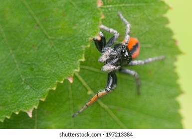 Philaeus Chrysops - Jumping Spider