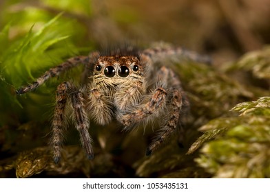 Philaeus Chrysops (Salticidae)