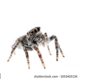 Philaeus Chrysops (Salticidae)