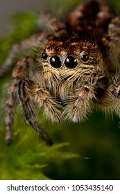 Philaeus Chrysops (Salticidae)