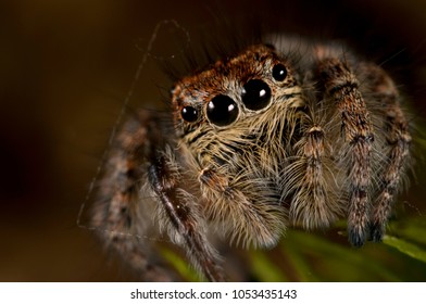 Philaeus Chrysops (Salticidae)