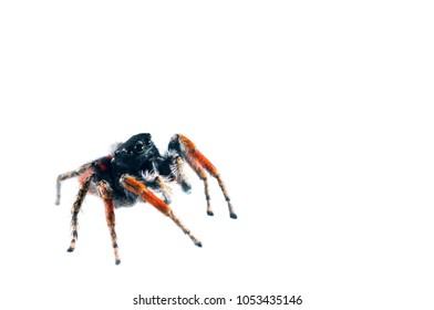 Philaeus Chrysops (Salticidae)