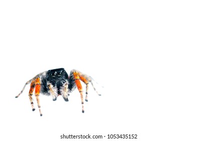 Philaeus Chrysops (Salticidae)