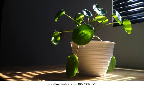 Philea Peperomioides Plant In House. Indoor Plant In The Summer With Natural Lightrays