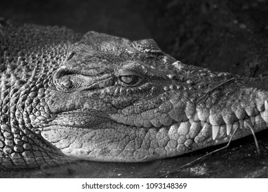 A Philippine Crocodile.