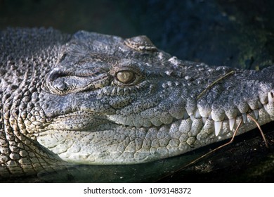 A Philippine Crocodile.