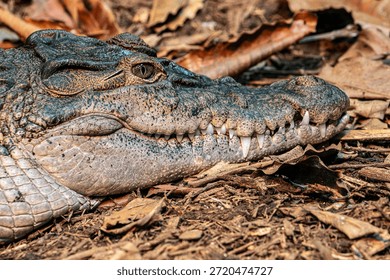 The Philippine crocodile (Crocodylus mindorensis) is one of two species of crocodiles found in the Philippines; went from data deficient to critically endangered in 2008