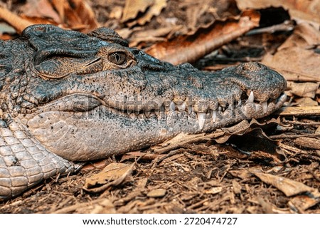 The Philippine crocodile (Crocodylus mindorensis) is one of two species of crocodiles found in the Philippines; went from data deficient to critically endangered in 2008
