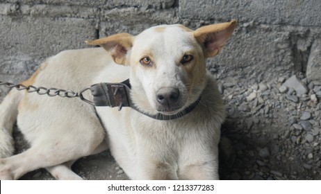askal puppy