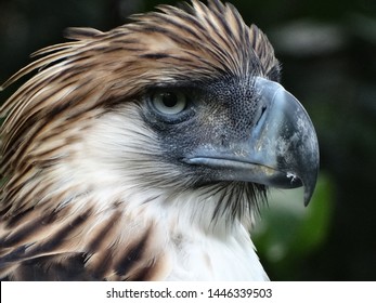 Philippine Eagle Close Bird Prey Raptor Stock Photo 1446339503 ...